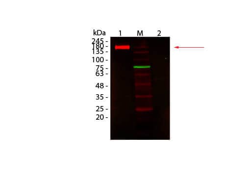 Western Blot of Fluorescent TrueBlot(R): Anti-Rabbit IgG DyLight 680 Conjugated. Lane 1: Rabbit IgG, Non-denatured. Lane 2: Rabbit IgG, Denatured.  Load: 50 ng per lane. Primary antibody: none. Secondary antibody: Mouse Pure-Blot anti-Rabbit IgG (H+L) Secondary Antibody (eB182) [DyLight 680]antibody at 1:1,000 for 60 min at RT. Block for 30 min at RT. Predicted: 160 kDa for non-denatured; observed: 170-180 kDa for non-denatured. Band migrates at slightly higher molecular weight.