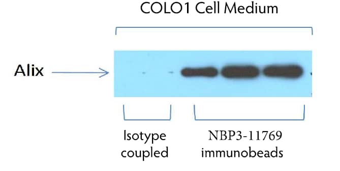 CD63 Immunobeads for Exosome Isolation [NBP3-11769] - Alix expression by western blotting of exosomes captured on NBP3-11769 immunobeads from COLO1 cell supernatant vs isotype coupled beads.