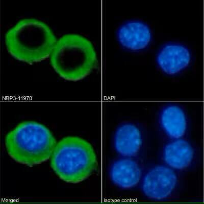 Immunocytochemistry/ Immunofluorescence: Rat Monoclonal CCRL2/CRAM-A/B Antibody (BZ5B8) [NBP3-11981] - Immunofluorescence analysis of paraformaldehyde fixed RAW264.7 cells on Shi-fix(TM) coverslips stained with the chimeric rabbit IgG version of BZ5B8 (NBP3-11970) at 10 ug/ml for 1h followed by Alexa Fluor(R) 488 secondary antibody (2 ug/ml), showing membrane staining. The nuclear stain is DAPI (blue). Panels show from left-right, top-bottom NBP3-11970, DAPI, merged channels and an isotype control. The isotype control was an unknown specificity antibody followed by staining with Alexa Fluor(R) 488 secondary antibody.