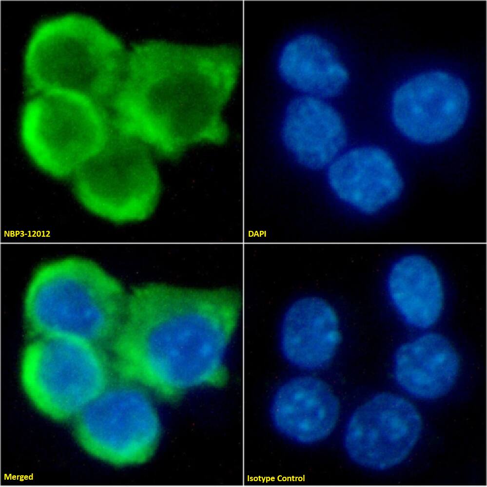 Immunocytochemistry /Immunofluorescence: CCR7 Antibody (4B12) - Chimeric - Azide and BSA Free [NBP3-12012] - Immunofluorescence analysis of paraformaldehyde fixed RAW264.7 cells on Shi-fix(TM) coverslips stained with NBP3-12012 at 10 ug/ml for 1h followed by Alexa Fluor(R) 488 secondary antibody (2 ug/ml), showing membrane staining. The nuclear stain is DAPI (blue). Panels show from left-right, top-bottom: NBP3-12012, DAPI, merged channels and an isotype control. The isotype control was an unknown specificity antibody followed by staining with Alexa Fluor(R) 488 secondary antibody.