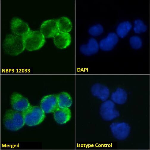 Immunocytochemistry /Immunofluorescence: IL-9R Antibody (AH9R2) - Chimeric - Azide and BSA Free [NBP3-12033] - Immunofluorescence analysis of paraformaldehyde fixed Jurkat cells immobilized on Shi-fix(TM) cover-slips and stained with NBP3-12033 at 10 ug/ml followed by Alexa Fluor(R) 488 secondary antibody (2 ug/ml), showing membrane staining. The nuclear stain is DAPI (blue). Panels show from left-right, top-bottom NBP3-12033, DAPI, merged channels and an isotype control. The isotype control was stained with anti-Fluorescein antibody (NBP2-52638) followed by Alexa Fluor(R) 488 secondary antibody.