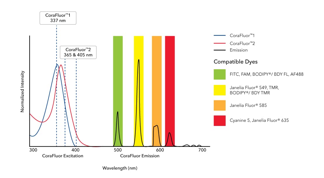 CoraFluor™  1, amine reactive (Catalog:7920) and CoraFluor™  2, amine reactive (Catalog # 7950) are terbium-based probes that have been developed for use as TR-FRET donors. They emit wavelengths compatible with commonly used fluorescent acceptor dyes such as BODIPY® (or BDY) and Janelia Fluor® dyes, FITC (Catalog # 5440), TMR and Cyanine 5 (Catalog # 5436). CoraFluor™ fluorescence is brighter and more stable in biological media than existing TR-FRET donors, leading to enhanced sensitivity and improved data generation. CoraFluor™  1 exhibits excitation upon exposure to a 337 nm UV laser.
