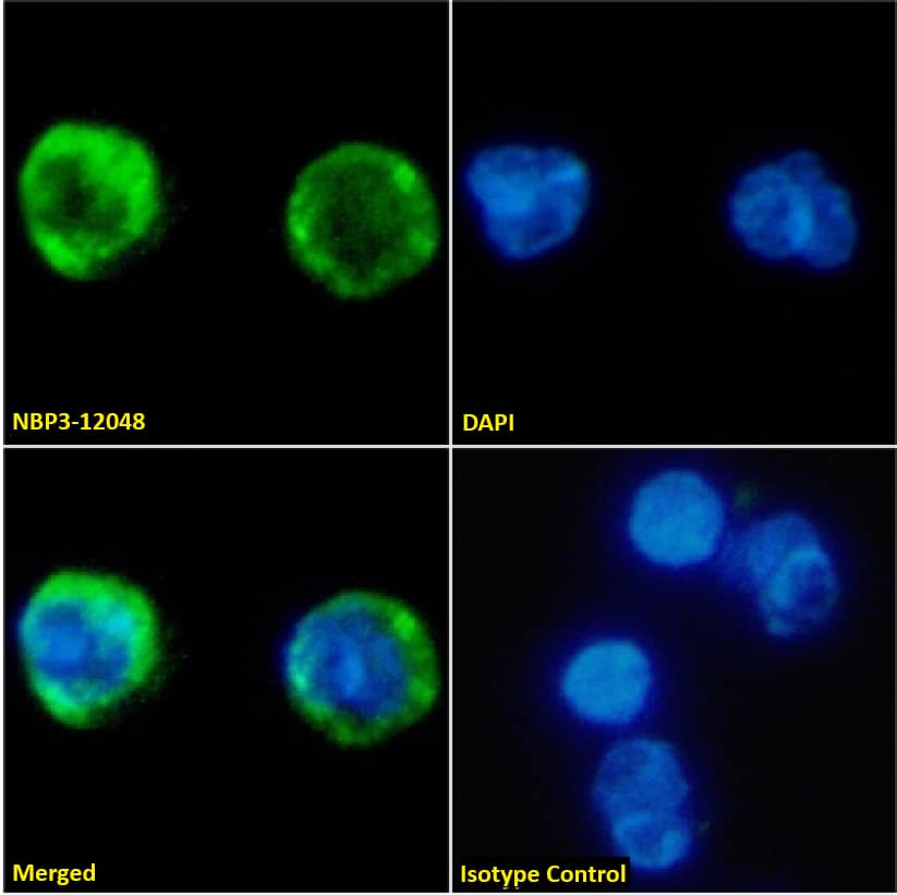 Immunocytochemistry /Immunofluorescence: MARCO Antibody (PLK1) - Chimeric - Azide and BSA Free [NBP3-12048] - Immunofluorescence analysis of paraformaldehyde fixed Human peripheral blood leukocytes on Shi-fix(TM) coverslips stained with NBP3-12048 at 10 ug/ml for 1h followed by Alexa Fluor(R) 488 secondary antibody (2 ug/ml), showing membrane staining. The nuclear stain is DAPI (blue). Panels show from left-right, top-bottom NBP3-12048, DAPI, merged channels and an isotype control. The isotype control was an unknown specificity antibody followed by staining with Alexa Fluor(R) 488 secondary antibody.