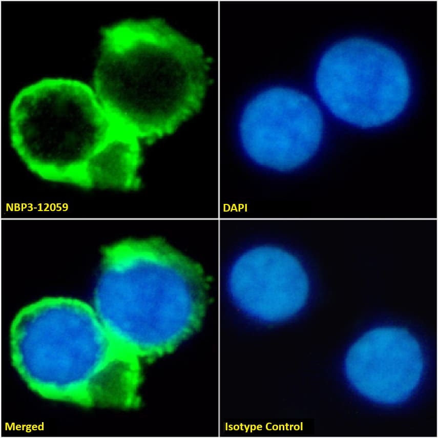 Immunocytochemistry /Immunofluorescence: CD53 Antibody (HD77) - Chimeric - Azide and BSA Free [NBP3-12059] - Immunofluorescence analysis of paraformaldehyde fixed Daudi cells on Shi-fix(TM) coverslips stained with NBP3-12059 at 10 ug/ml for 1h followed by Alexa Fluor(R) 488 secondary antibody (2 ug/ml), showing membrane staining. The nuclear stain is DAPI (blue). Panels show from left-right, top-bottom NBP3-12059, DAPI, merged channels and an isotype control. The isotype control was an unknown specificity antibody followed by staining with Alexa Fluor(R) 488 secondary antibody.