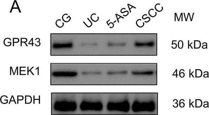Western Blot FFAR2/GPR43 Antibody