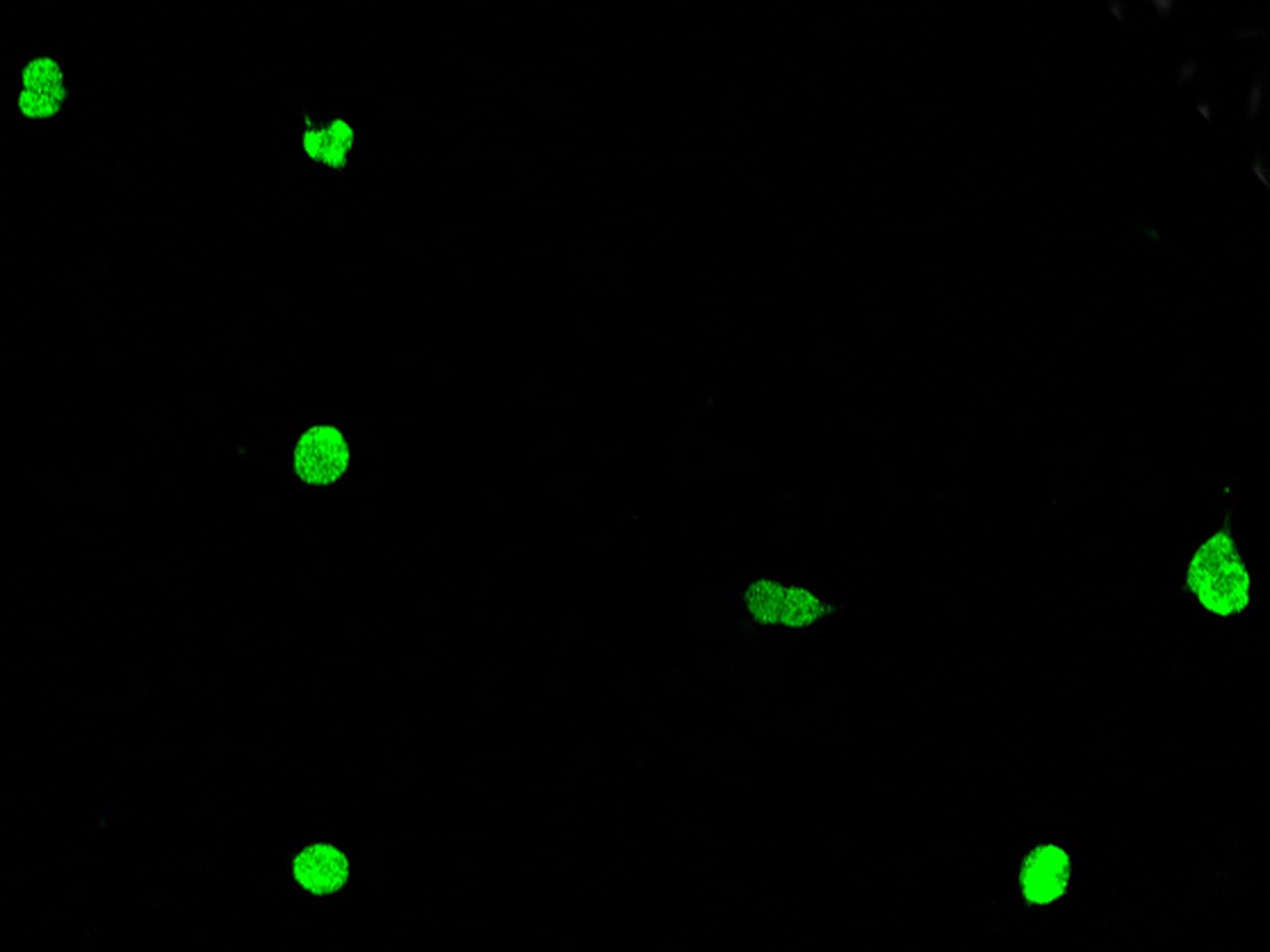 Immunocytochemistry/Immunofluorescence: ZNF711 Antibody [NBP3-12580] - Staining of ZNF711 in HEK293 cells. Cells were fixed with 4% PFA, permeabilzed with 0.1% Triton X-100 in PBS,blocked with 10% serum, and incubated with NBP3-12580 antibody (dilution ratio 1:200) at 4? overnight. Then cells were stained with the Alexa Fluor488-conjugated Goat Anti-rabbit IgG secondary antibody (green). Positive staining was localized to Nucleus.
