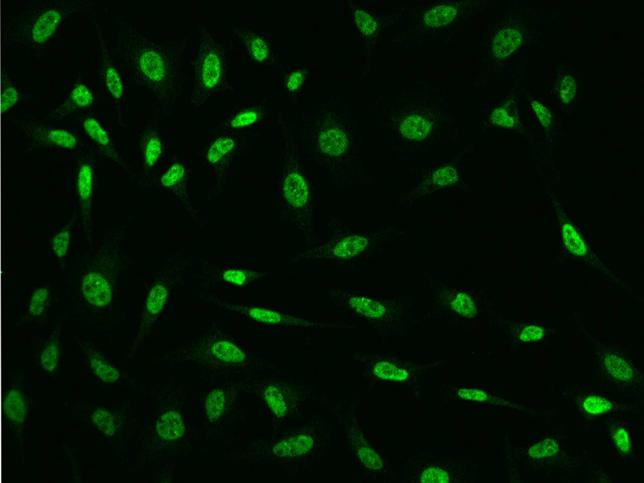 Immunocytochemistry/ Immunofluorescence ZNF346 Antibody - BSA Free