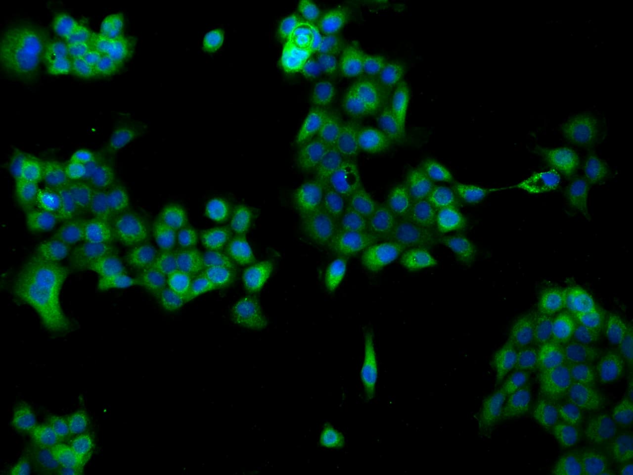 Immunocytochemistry/ Immunofluorescence NDUFB6 Antibody - BSA Free