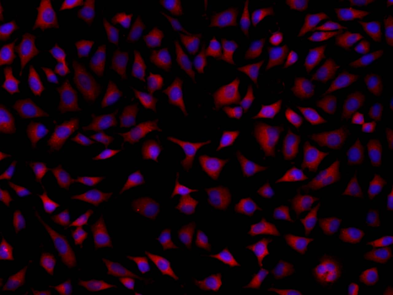 Immunocytochemistry/ Immunofluorescence SRCRB4D Antibody - BSA Free