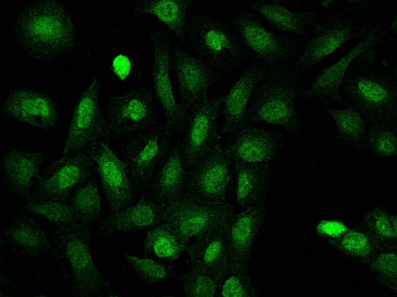 Immunocytochemistry/Immunofluorescence: MOG1 Antibody [NBP3-12671] - Staining of RANGRF in U2OS cells. Cells were fixed with 4% PFA, permeabilzed with 0.3% Triton X-100 in PBS,blocked with 10% serum, and incubated with NBP3-12671 antibody (dilution ratio 1:100) at 4? overnight. Then cells were stained with the Alexa Fluor488-conjugated Goat Anti-rabbit IgG secondary antibody (green). Positive staining was localized to Nucleus.