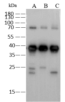 Western Blot EBOV VP40 protein Antibody (02) - Azide and BSA Free