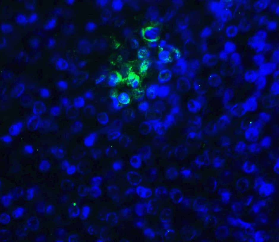 Immunocytochemistry/ Immunofluorescence: TIGIT Antibody (2F7) - VHH - Azide and BSA Free [NBP3-12832] - Immunofluorescence of TIGIT in human spleen tissue with TIGIT single domain antibody at 20 ug/mL. 