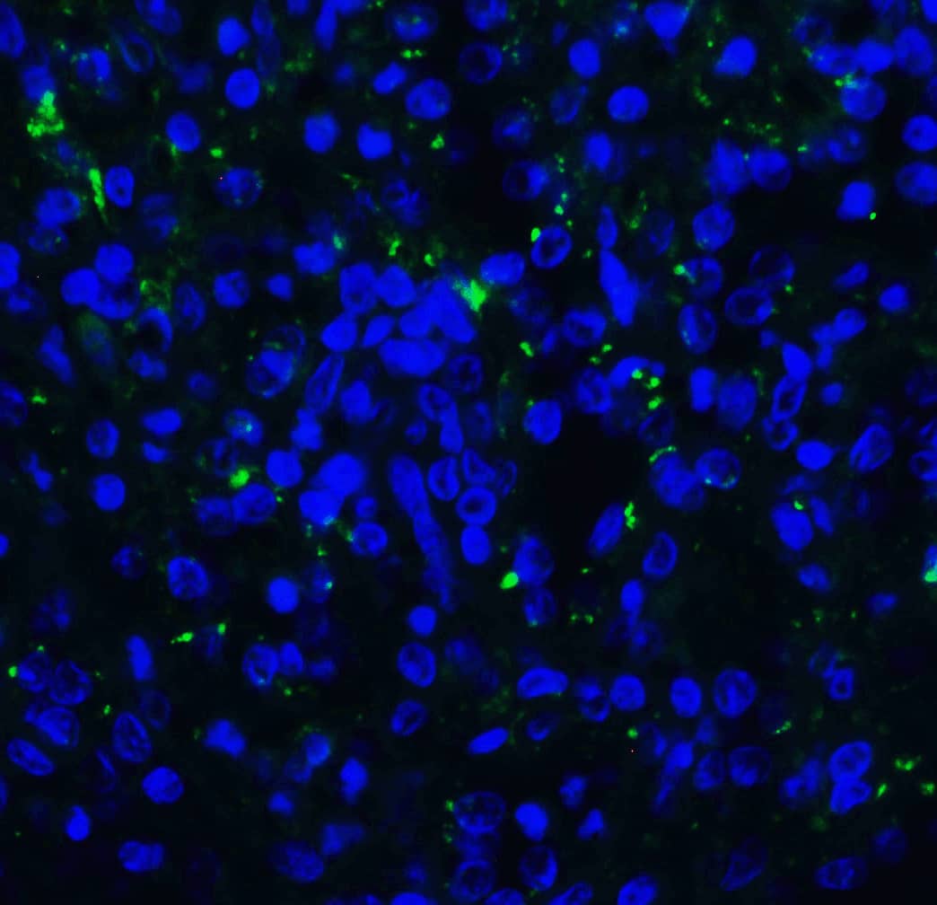 Immunocytochemistry/ Immunofluorescence: TIGIT Antibody (2C7) - VHH - Azide and BSA Free [NBP3-12834] - Immunofluorescence of TIGIT in human spleen tissue with TIGIT single domain antibody at 20 ug/mL. 