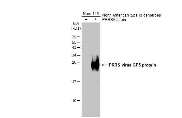 Western Blot PRRSV GP5 Antibody - BSA Free