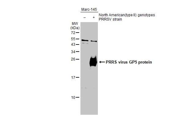 Western Blot PRRSV GP5 Antibody - BSA Free