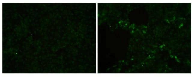 Immunocytochemistry/ Immunofluorescence PRRSV M Protein Antibody - BSA Free