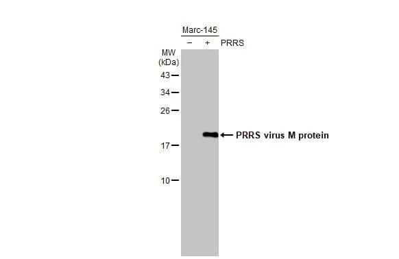 Western Blot PRRSV M Protein Antibody - BSA Free