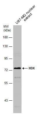 Western Blot HDX Antibody - BSA Free