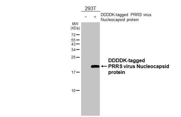 Non-transfected (-) and transfected (+) 293T whole cell extracts (30 ug) were separated by 15% SDS-PAGE, and the membrane was blotted with PRRS virus Nucleocapsid protein antibody (NBP3-12889) diluted at 1:5000. The HRP-conjugated anti-rabbit IgG antibody  was used to detect the primary antibody. 