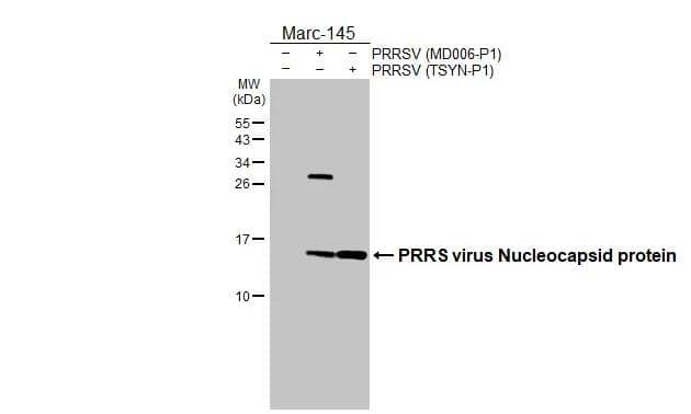 Non-infected (-) and infected (+) Marc-145 whole cell extracts (5 ug) were separated by 15% SDS-PAGE, and the membrane was blotted with PRRS virus Nucleocapsid protein antibody (NBP3-12889) diluted at 1:5000. The HRP-conjugated anti-rabbit IgG antibody  was used to detect the primary antibody. 
