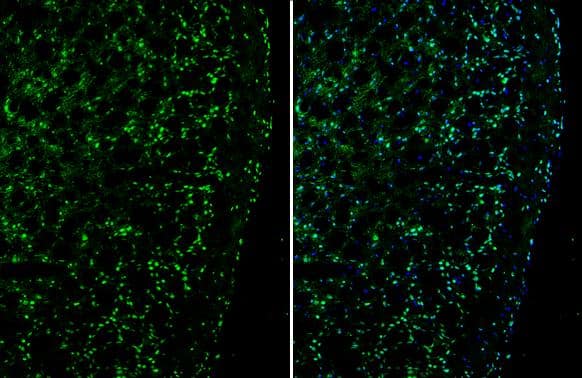 Plexin D1 antibody detects Plexin D1 protein by immunohistochemical analysis.Sample: Frozen-sectioned mouse cerebral cortex.Green: Plexin D1 stained by Plexin D1 antibody (NBP3-12915) diluted at 1:250.Blue: Fluoroshield with DAPI . 
