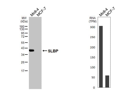 Western Blot SLBP Antibody - BSA Free