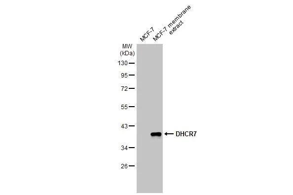 MCF-7 whole cell and membrane extracts (30 ug) were separated by 10% SDS-PAGE, and the membrane was blotted with DHCR7 antibody (NBP3-12940) diluted at 1:1000. The HRP-conjugated anti-rabbit IgG antibody  was used to detect the primary antibody. 
