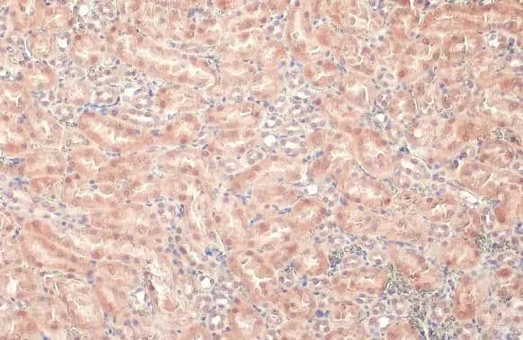 Immunohistochemistry-Paraffin: LASS2 Antibody [NBP3-12946] - LASS2 antibody detects LASS2 protein at cytoplasm by immunohistochemical analysis.Sample: Paraffin-embedded mouse kidney.LASS2 stained by LASS2 antibody (NBP3-12946) diluted at 1:500.Antigen Retrieval: Citrate buffer, pH 6.0, 15 min