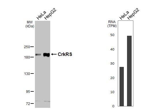 Various whole cell extracts (30 ug) were separated by 5% SDS-PAGE, and the membrane was blotted with CrkRS antibody (NBP3-12958) diluted at 1:1000. The HRP-conjugated anti-rabbit IgG antibody  was used to detect the primary antibody. Corresponding RNA expression data for the same cell lines are based on Human Protein Atlas program. 