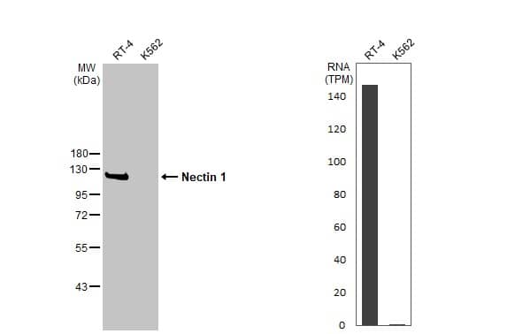 Various whole cell extracts (30 ug) were separated by 10% SDS-PAGE, and the membrane was blotted with Nectin 1 antibody (NBP3-12960) diluted at 1:500. The HRP-conjugated anti-rabbit IgG antibody  was used to detect the primary antibody. Corresponding RNA expression data for the same cell lines are based on Human Protein Atlas program. 