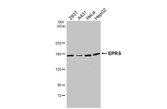 Western Blot EPRS Antibody - BSA Free