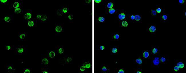 SELK antibody detects SELK protein at cytoplasm by immunofluorescent analysis.Sample: K562 cells were fixed in 4% paraformaldehyde at RT for 15 min.Green: SELK protein stained by SELK antibody (NBP3-12991) diluted at 1:500.Blue: Hoechst 33342 staining. 