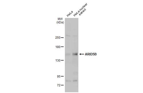 HeLa whole cell and nuclear extracts (30 ug) were separated by 5% SDS-PAGE, and the membrane was blotted with ARID5B antibody (NBP3-13006) diluted at 1:1000. The HRP-conjugated anti-rabbit IgG antibody  was used to detect the primary antibody. 