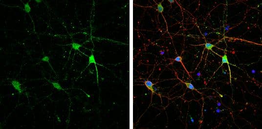 Immunocytochemistry/ Immunofluorescence HCN1 Antibody - BSA Free