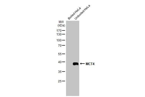 Boiled and unboiled HeLa whole cell extracts (30 ug) were separated by 10% SDS-PAGE, and the membrane was blotted with MCT4 antibody (NBP3-13033) diluted at 1:1000. The HRP-conjugated anti-rabbit IgG antibody  was used to detect the primary antibody. 