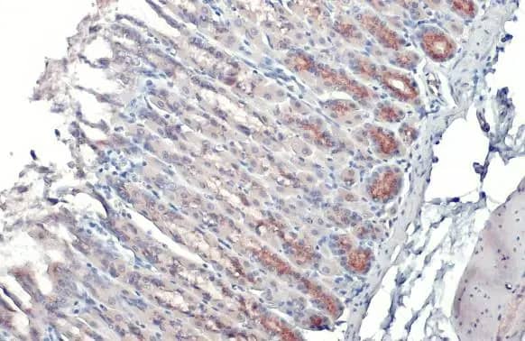 Immunohistochemistry-Paraffin: Polypeptide GalNac Transferase 3/GALNT3 Antibody [NBP3-13034] - Polypeptide GalNac Transferase 3/GALNT3 antibody detects Polypeptide GalNac Transferase 3/GALNT3 protein at Golgi apparatus by immunohistochemical analysis.Sample: Paraffin-embedded mouse stomach.Polypeptide GalNac Transferase 3/GALNT3 stained by Polypeptide GalNac Transferase 3/GALNT3 antibody (NBP3-13034) diluted at 1:500.Antigen Retrieval: Citrate buffer, pH 6.0, 15 min