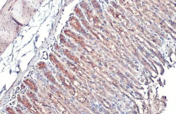 Immunohistochemistry-Paraffin: Polypeptide GalNac Transferase 3/GALNT3 Antibody [NBP3-13034] - Polypeptide GalNac Transferase 3/GALNT3 antibody detects Polypeptide GalNac Transferase 3/GALNT3 protein at Golgi apparatus by immunohistochemical analysis.Sample: Paraffin-embedded mouse stomach.Polypeptide GalNac Transferase 3/GALNT3 stained by Polypeptide GalNac Transferase 3/GALNT3 antibody (NBP3-13034) diluted at 1:500.Antigen Retrieval: Citrate buffer, pH 6.0, 15 min