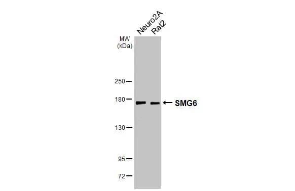 Western Blot SMG6 Antibody - BSA Free