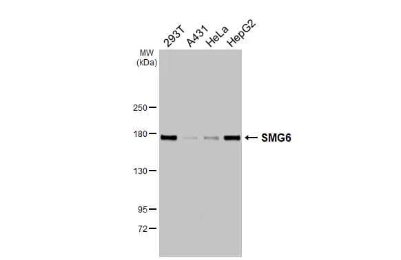 Western Blot SMG6 Antibody - BSA Free