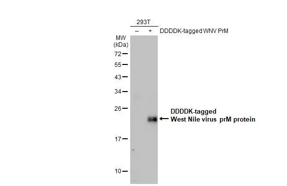 Western Blot: West Nile Virus prM Antibody [NBP3-13053] - Non-transfected (-) and transfected (+) 293T whole cell extracts (30 ug) were separated by 12% SDS-PAGE, and the membrane was blotted with West Nile Virus prM antibody (NBP3-13053) diluted at 1:1000. The HRP-conjugated anti-rabbit IgG antibody  was used to detect the primary antibody.