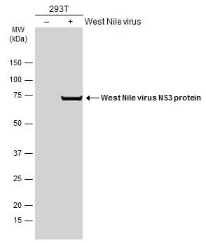 Non-infected (-) and infected (+) 293T whole cell extracts were separated by 4-20% SDS-PAGE, and the membrane was blotted with West Nile virus NS3 protein antibody (NBP3-13054) diluted at 1:1500. The HRP-conjugated anti-rabbit IgG antibody  was used to detect the primary antibody. 
