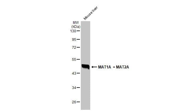 Western Blot MAT1A Antibody - BSA Free