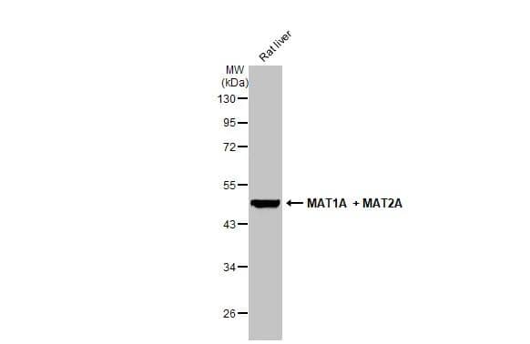 Western Blot MAT1A Antibody - BSA Free