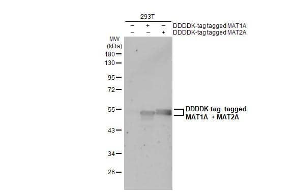 Western Blot MAT1A Antibody - BSA Free