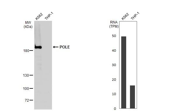 Various whole cell extracts (30 ug) were separated by 5% SDS-PAGE, and the membrane was blotted with POLE antibody (NBP3-13067) diluted at 1:1000. The HRP-conjugated anti-rabbit IgG antibody  was used to detect the primary antibody. Corresponding RNA expression data for the same cell lines are based on Human Protein Atlas program. 