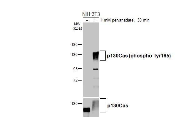 Untreated (-) and treated (+) NIH-3T3 whole cell extract (30 ug) were separated by 7.5% SDS-PAGE, and the membrane was blotted with p130Cas (phospho Tyr165) antibody (NBP3-13075) diluted at 1:20000. The HRP-conjugated anti-rabbit IgG antibody  was used to detect the primary antibody. 