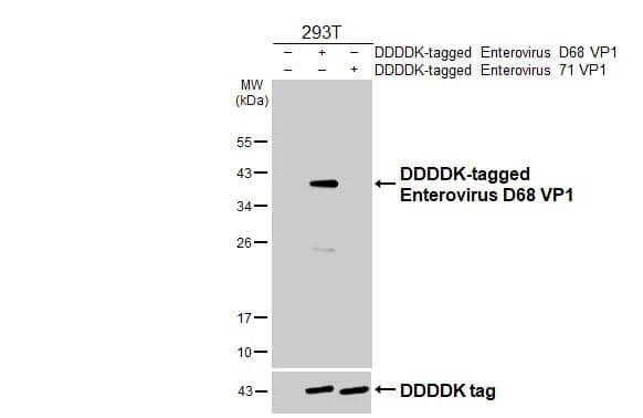Non-transfected (-) and transfected (+) 293T whole cell extracts (30 ug) were separated by 12% SDS-PAGE, and the membrane was blotted with Enterovirus D68 VP1 antibody (NBP3-13081) diluted at 1:5000. The HRP-conjugated anti-rabbit IgG antibody  was used to detect the primary antibody. 