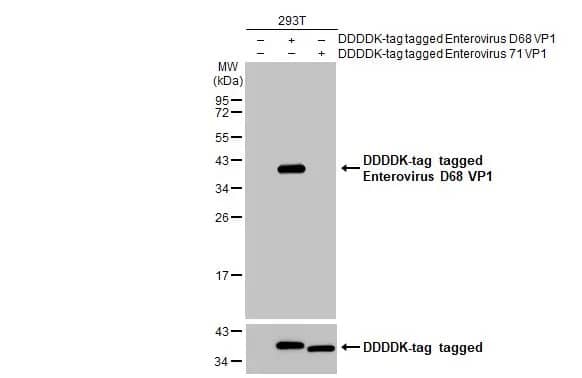 Western Blot: Enterovirus D68 VP1 Antibody [NBP3-13082] - Non-transfected (-) and transfected (+) 293T whole cell extracts (30 ug) were separated by 12% SDS-PAGE, and the membrane was blotted with Enterovirus D68 VP1 antibody (NBP3-13082) diluted at 1:5000. The HRP-conjugated anti-rabbit IgG antibody  was used to detect the primary antibody.