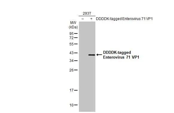 Non-transfected (-) and transfected (+) 293T whole cell extracts (30 ug) were separated by 12% SDS-PAGE, and the membrane was blotted with Enterovirus 71 VP1 antibody (NBP3-13087) diluted at 1:5000. The HRP-conjugated anti-rabbit IgG antibody  was used to detect the primary antibody. 