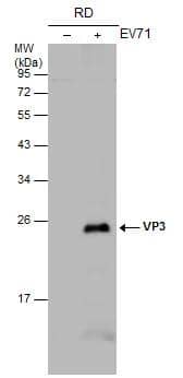 Non-infected (-) and infected (+) RD whole cell extracts (30 ug) were separated by 12% SDS-PAGE, and the membrane was blotted with EV71 VP3 antibody (NBP3-13089) diluted at 1:1000. 